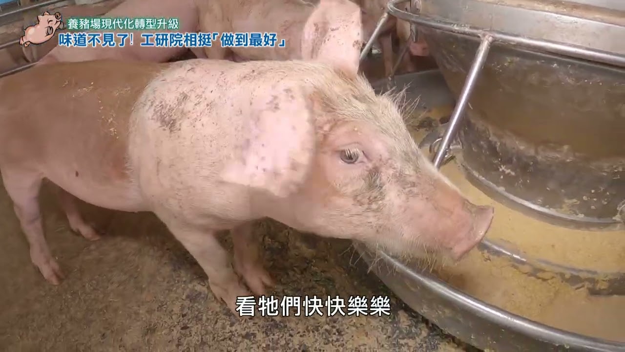 永續豬產業 嘉義豬農的用心敢變