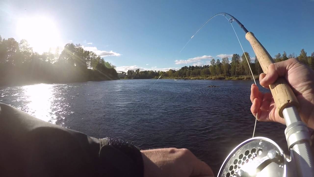 Laxdrill forshagaforsen (3)