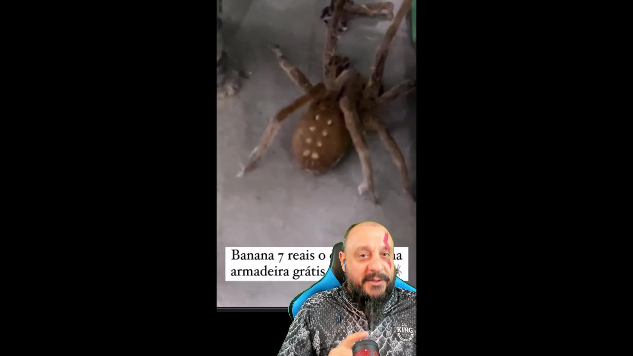Aranha gigante em banana no mercado de Ubatuba #animais #biólogohenrique #selvagem