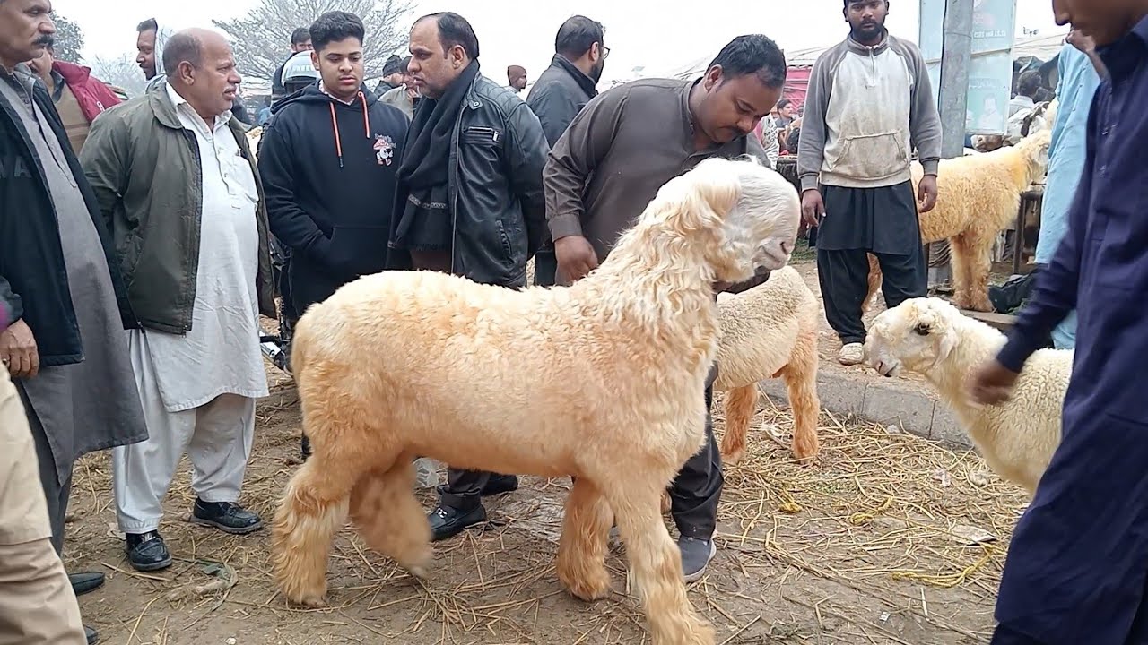 Mandi update Mundra chhatri aur kajale chhatre kurbani 2026 shahpur Mandi desi bakre Sajjad Lahori 