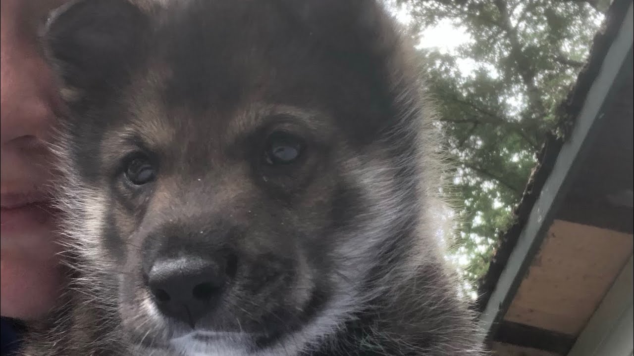 Puppies West Siberian Laika from about 3,5 until 5 weeks old