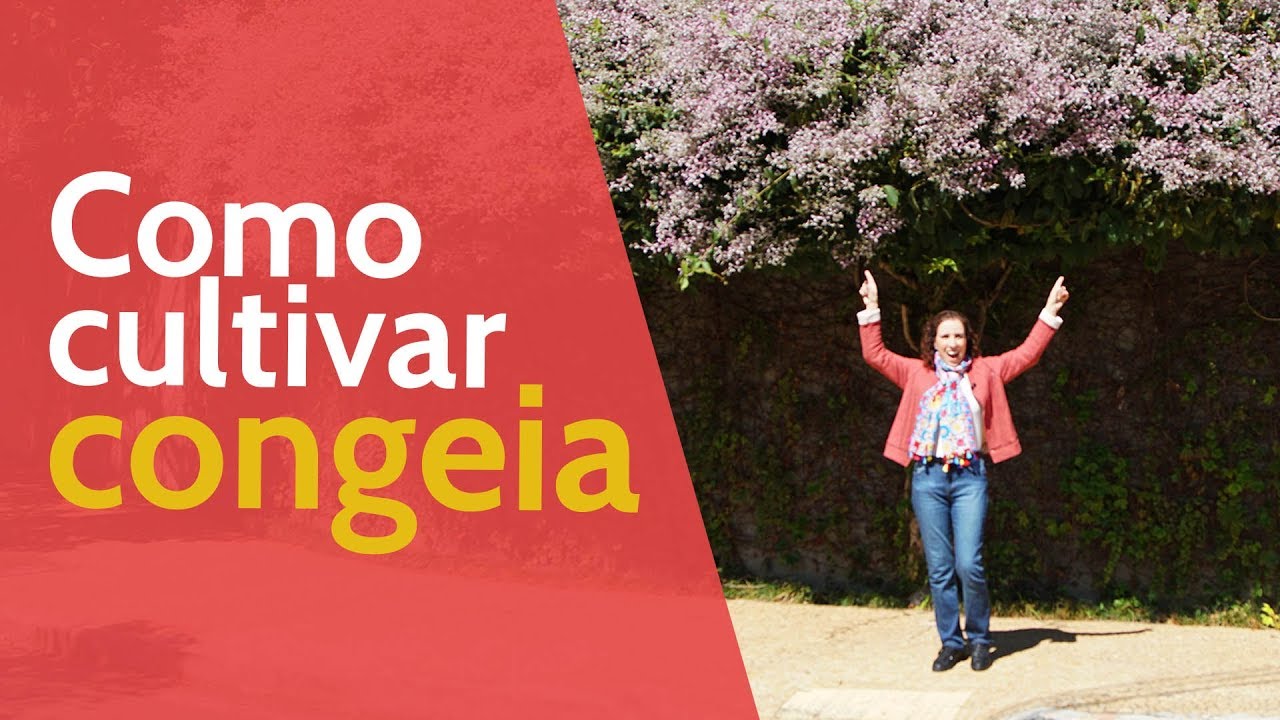 Como Cultivar Congeia | Nô Figueiredo