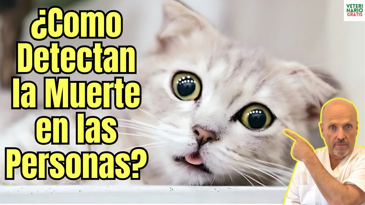 😱¿COMO DETECTAN LOS GATOS LA MUERTE DE LAS PERSONAS?😱