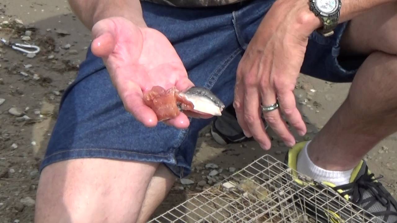 How to crayfish - Crayster's secrets to crawfishing like a pro