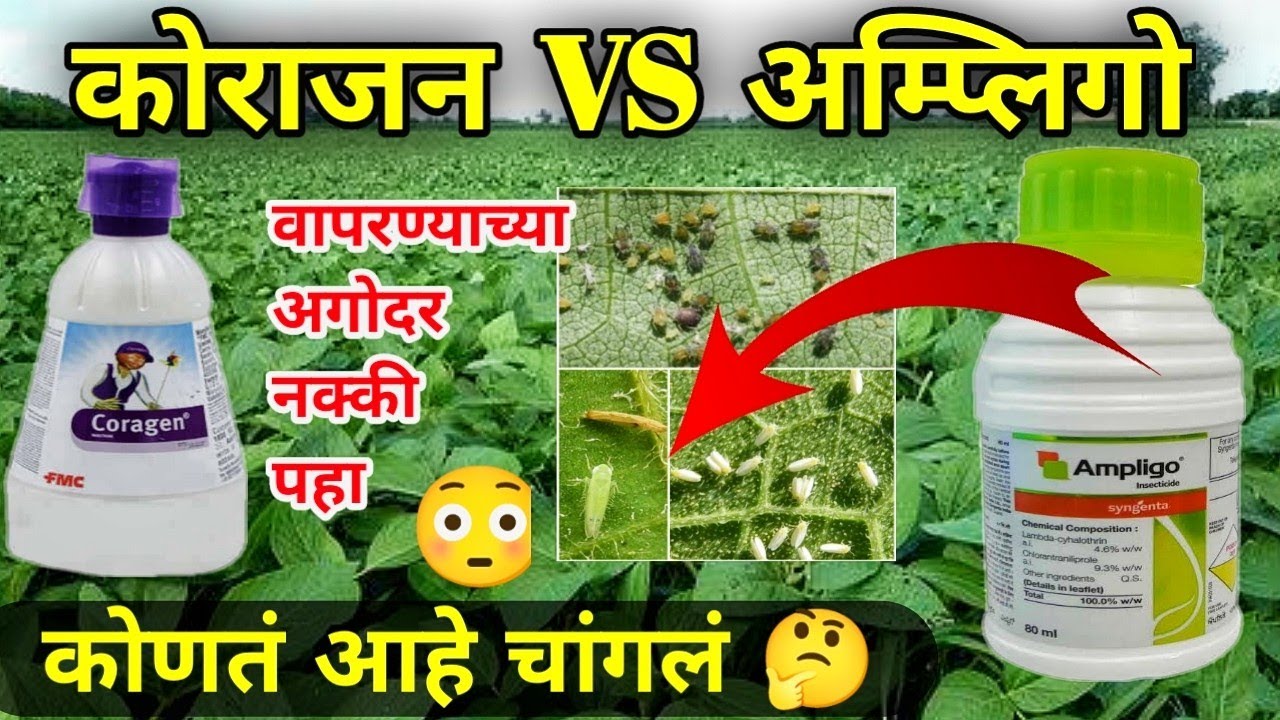 कोराजन वापराव की अँम्प्लिगो || Coragen VS Ampligo || FMC Coragen || Syngentha Ampligo #coragen