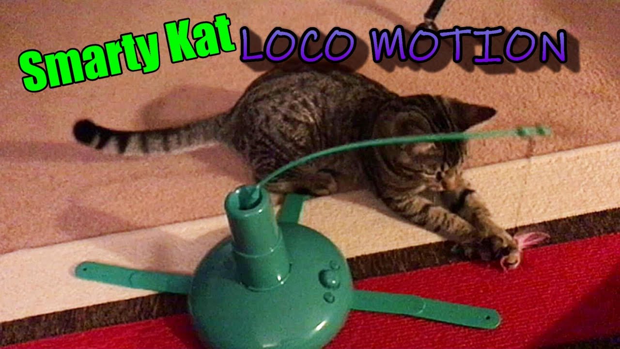 CAT EXERCISE TOY- Smarty Kat LOCO MOTION- Electronic Motion Toy REVIEW