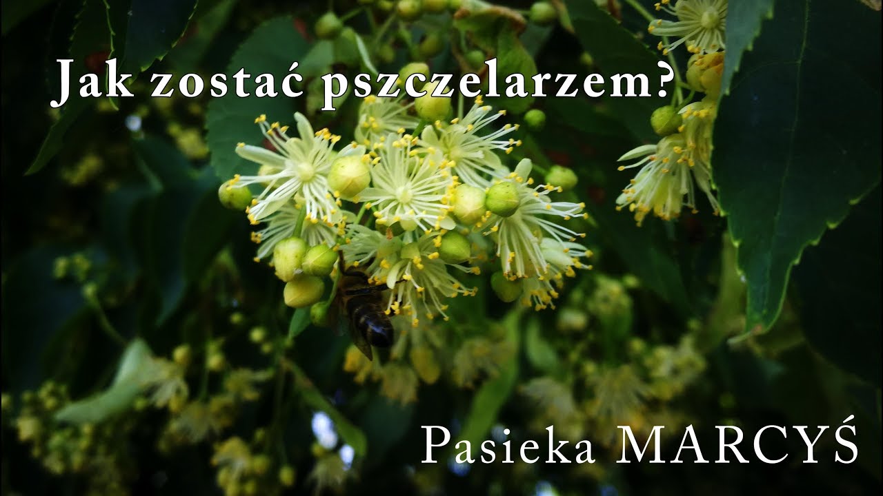 Jak zostać pszczelarzem? Podstawy. 🐝