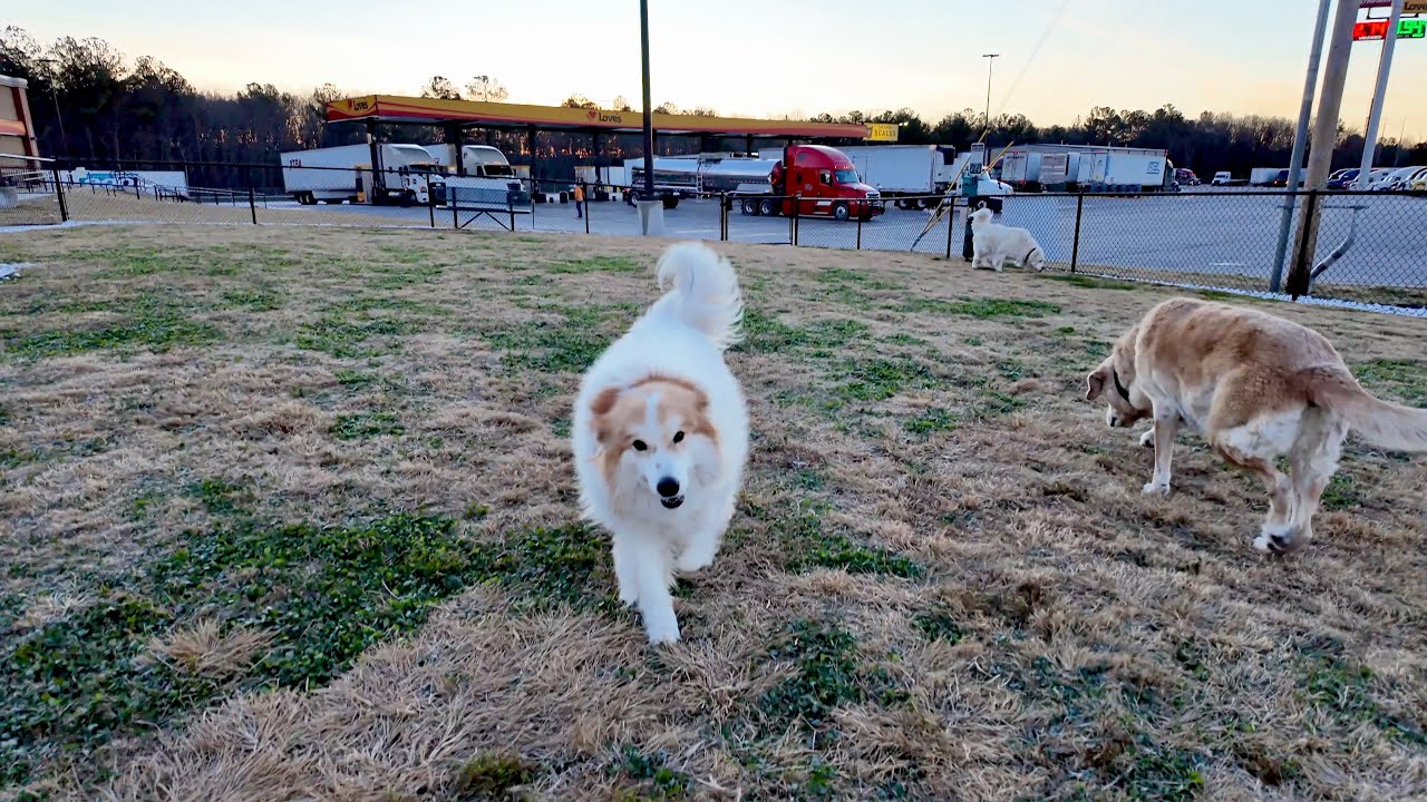 Gas Station Camping with Our Three Big Dogs in November
