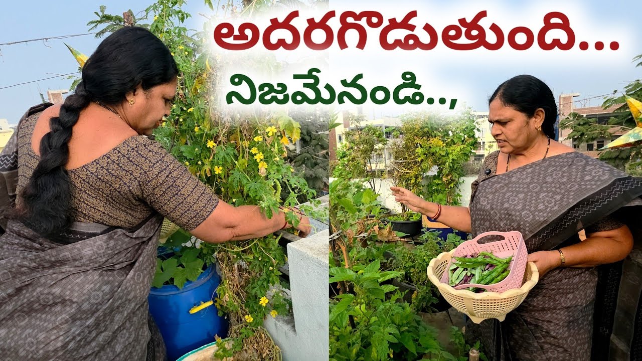 అదరగొడుతుంతి నిజమేనండి 🤩 ||terrace gardening | midday thota tips for beginners| gardening vlog