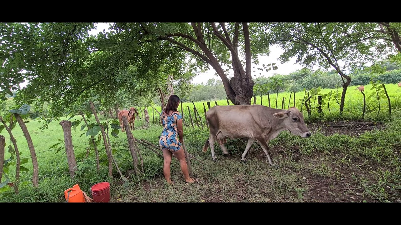 Traendo leche de vaca