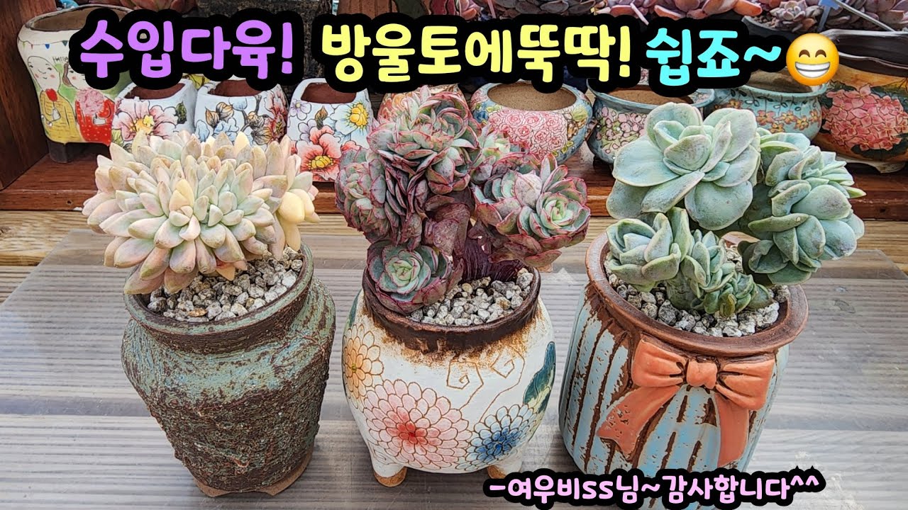 260219 선물받은소형수입철화!이제봄이니뿌리빨리내릴듯요^^(여우비님~감사합니다 ^^)