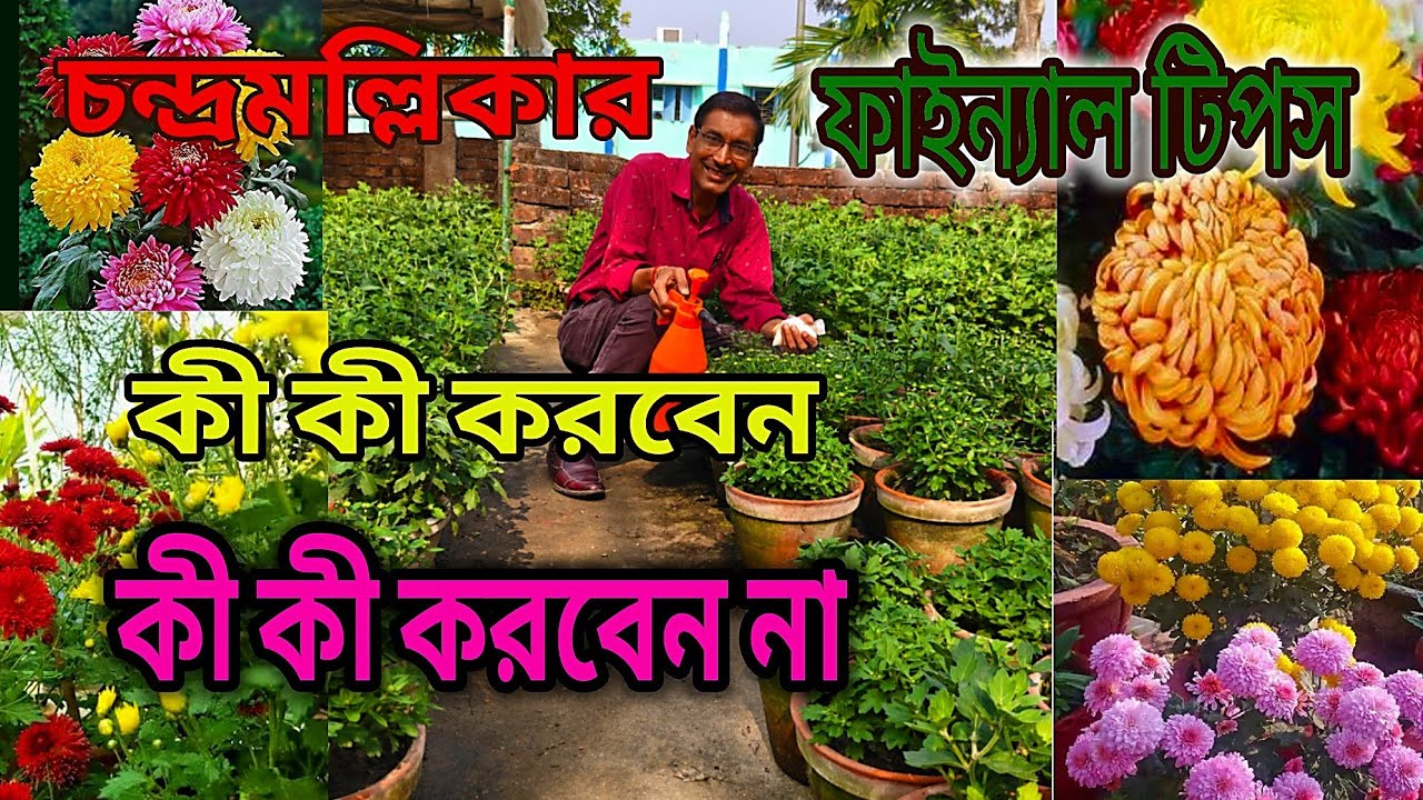 চন্দ্রমল্লিকায় প্রচুর ফুল পেতে ফাইন্যাল টিপস জেনে নিন। কী করবেন কী করবেন না দেখে নিন।