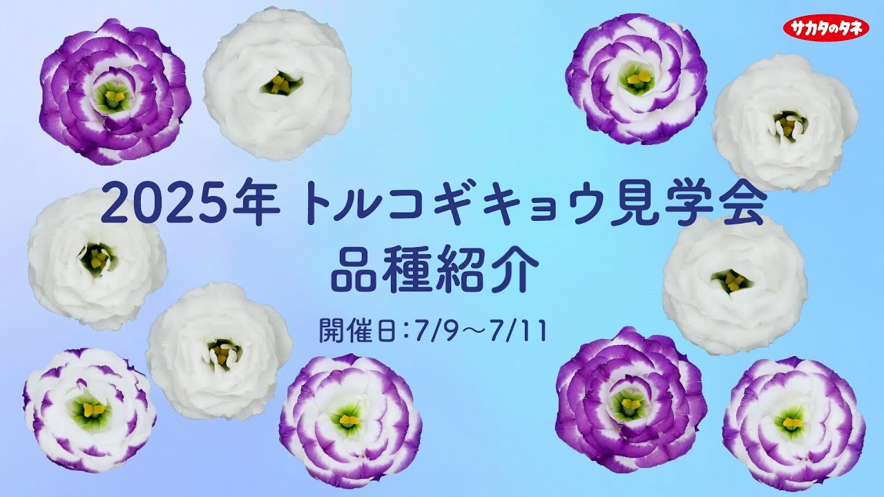 サカタのタネ　2025年トルコギキョウ見学会　品種紹介ハイライト