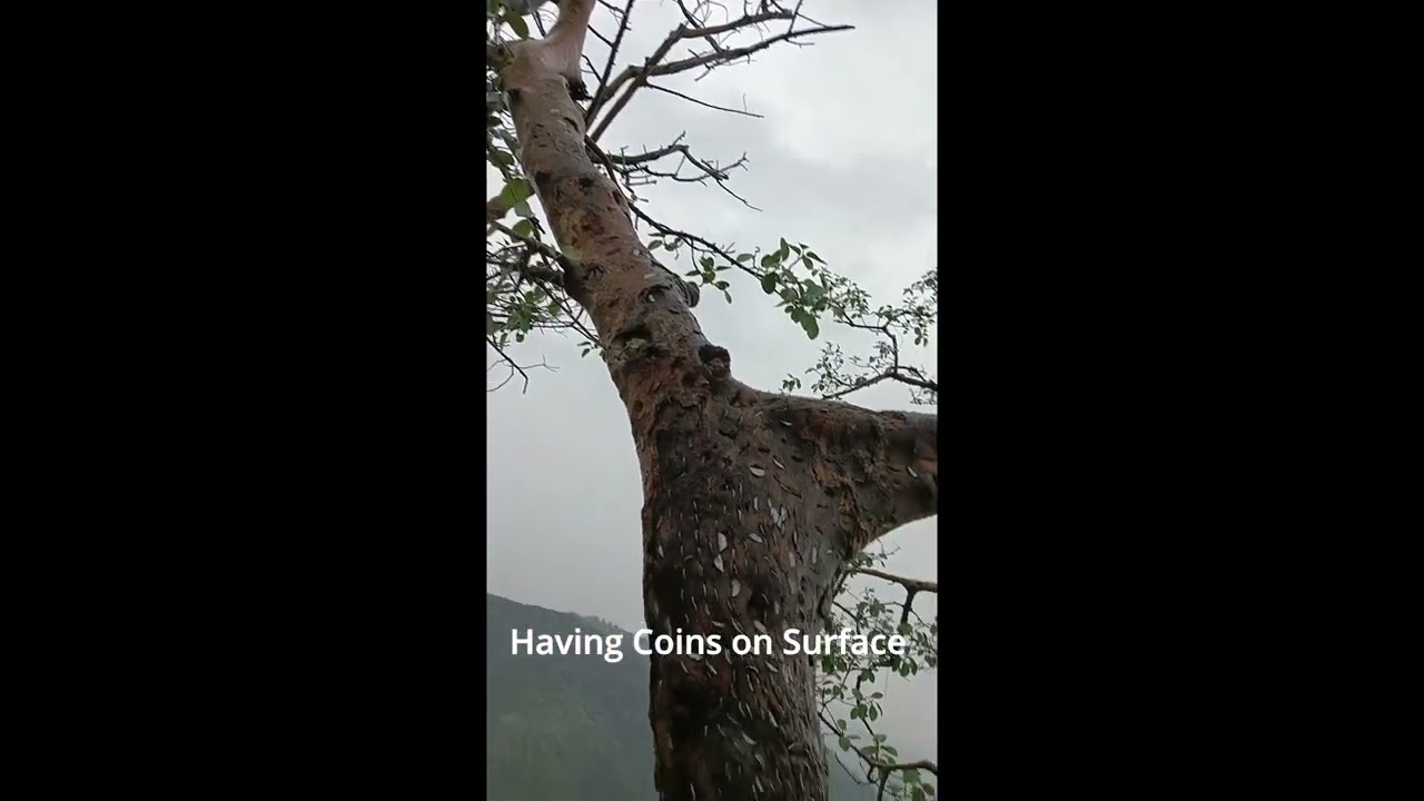 Strange Tree