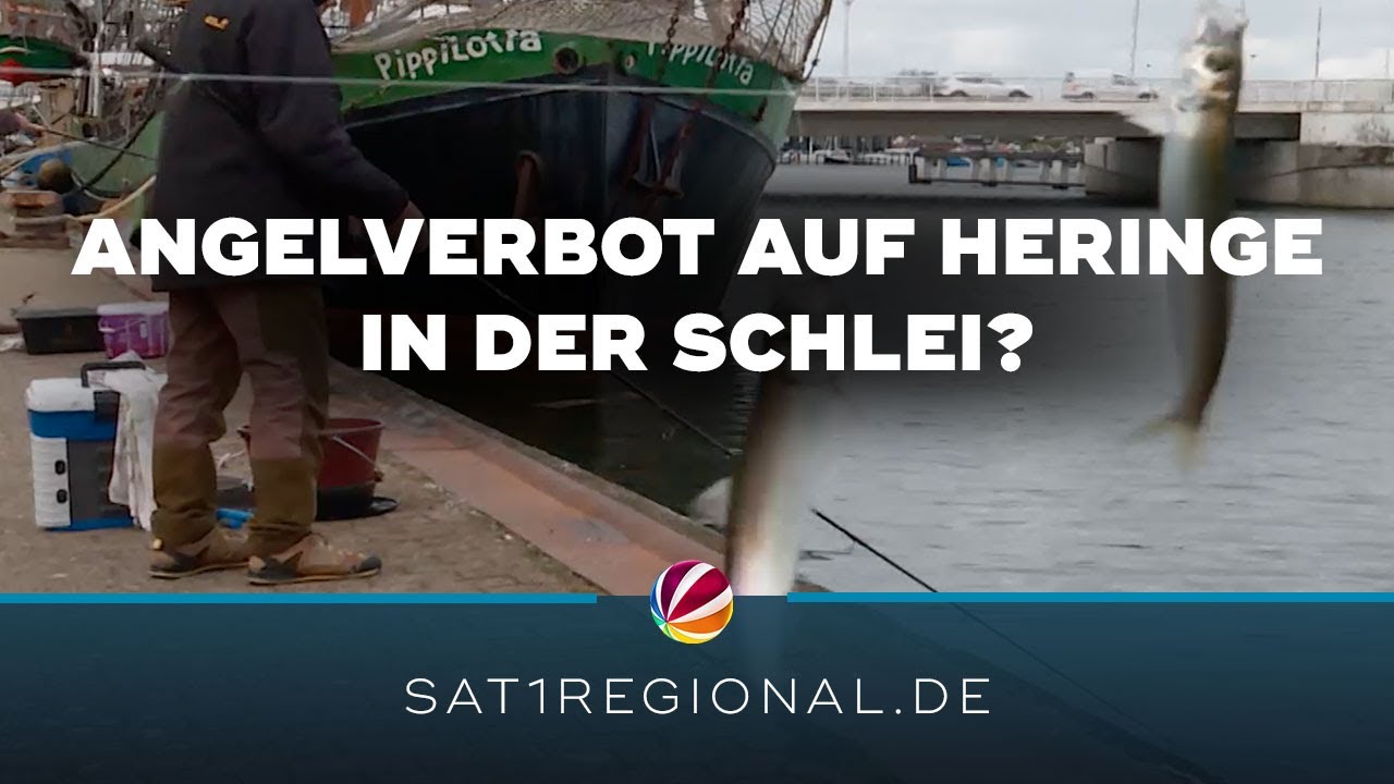 Angelverbot auf Heringe in der Schlei?