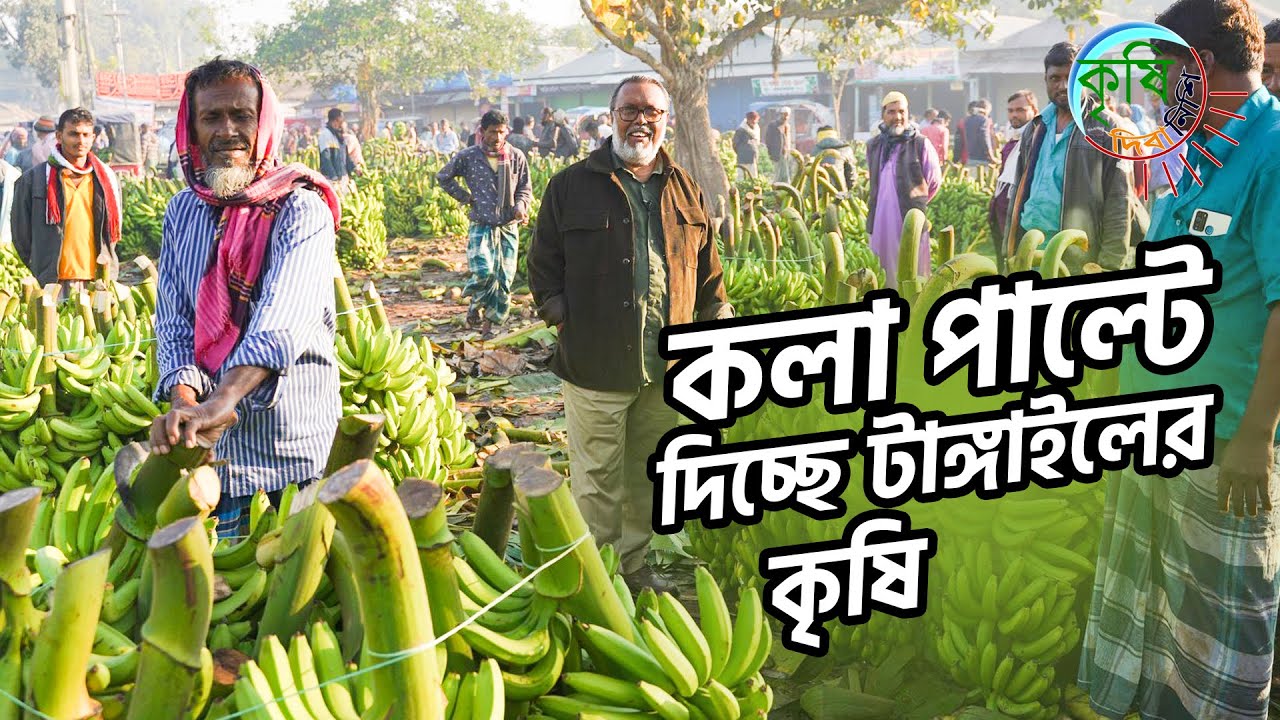 টাঙ্গাইলে কলা চাষে বদলেছে বহু কৃষকের ভাগ্য | কৃষি দিবানিশি | Krishi Dibanishi | Shykh Seraj | BTV |