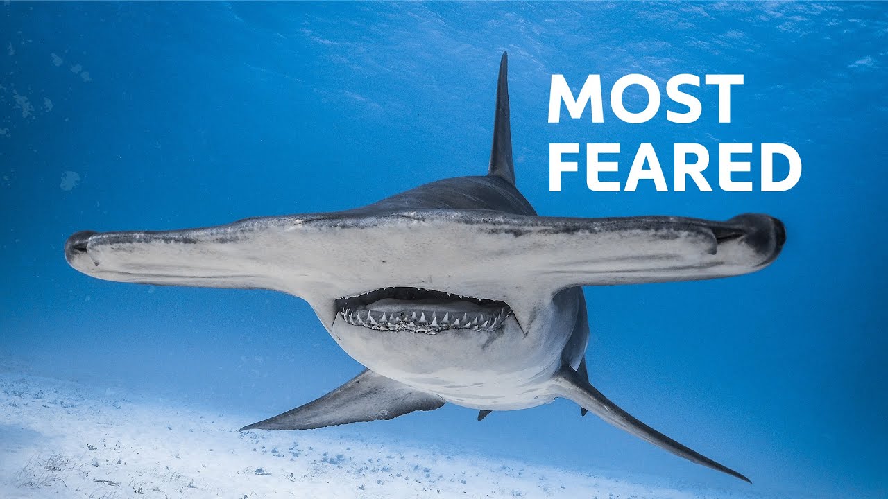6 Shark Species You Don't Want to Meet in the Open Ocean...