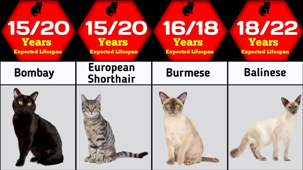 Cat lifespan comparison | How many years cat life