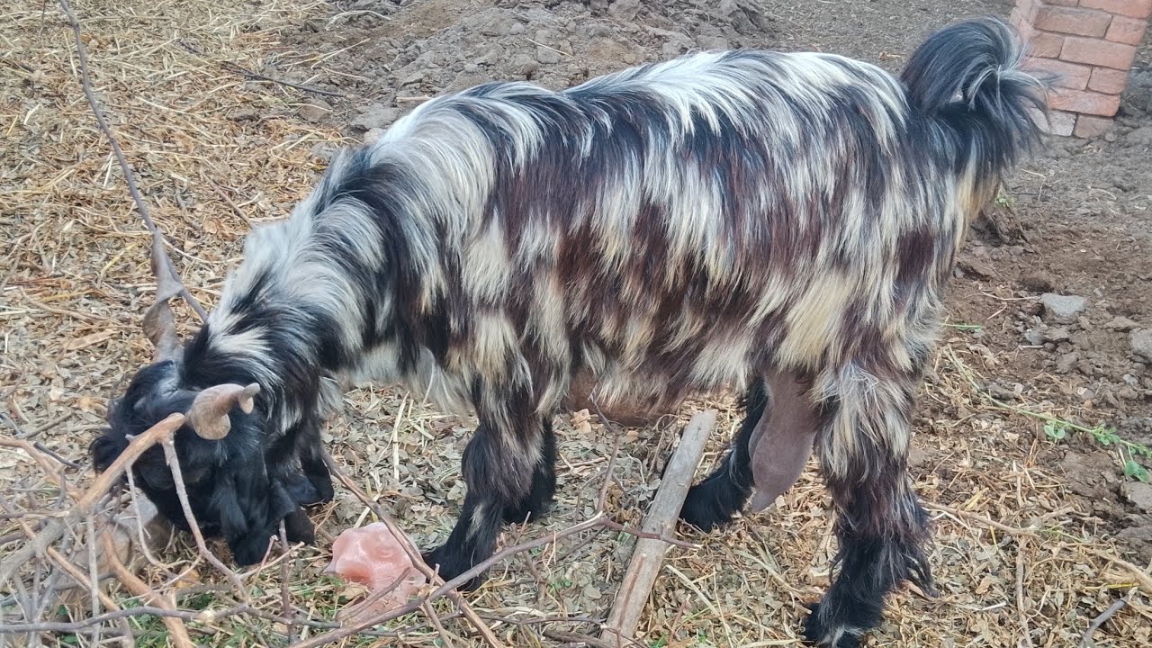 Ddp goats for sale