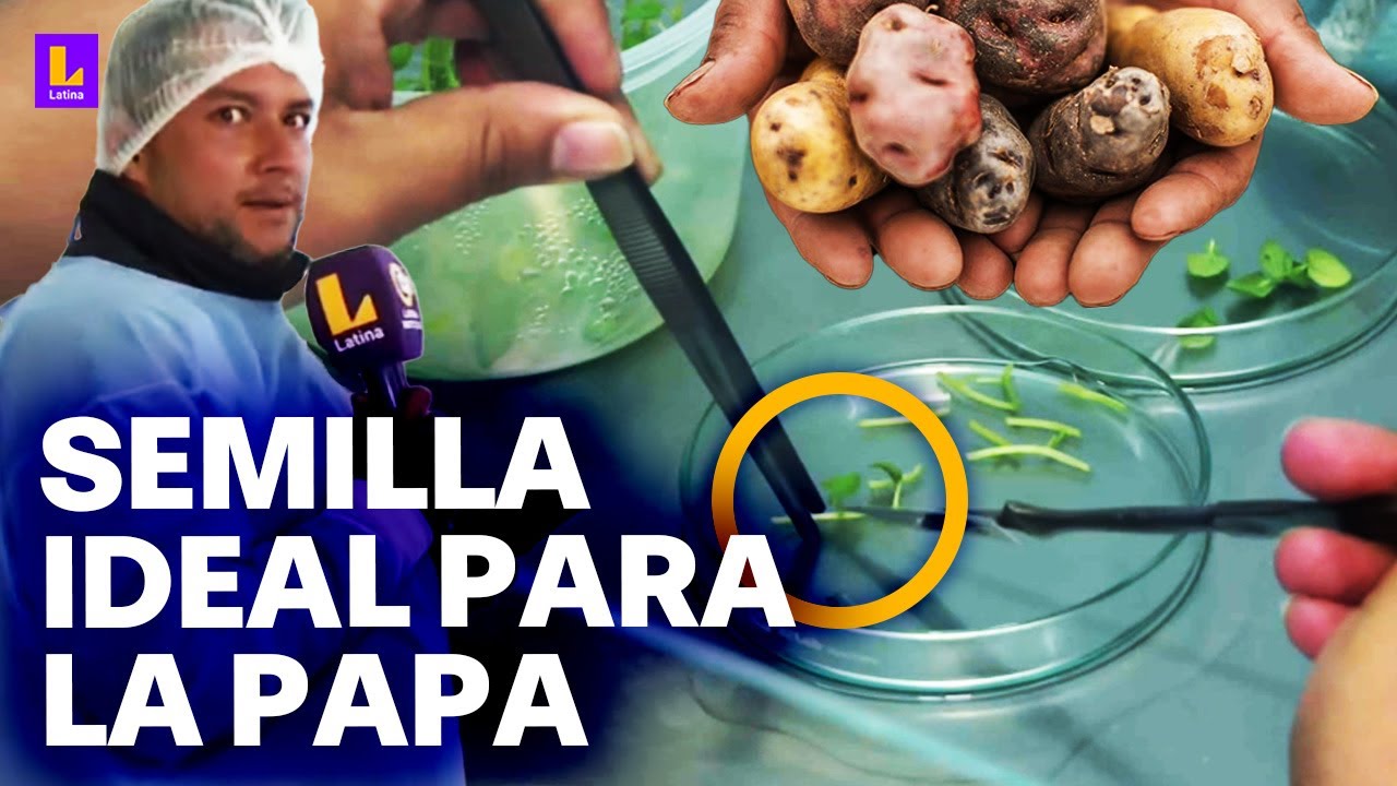 Conoce el semillero de la papa en Jauja, Junín: 