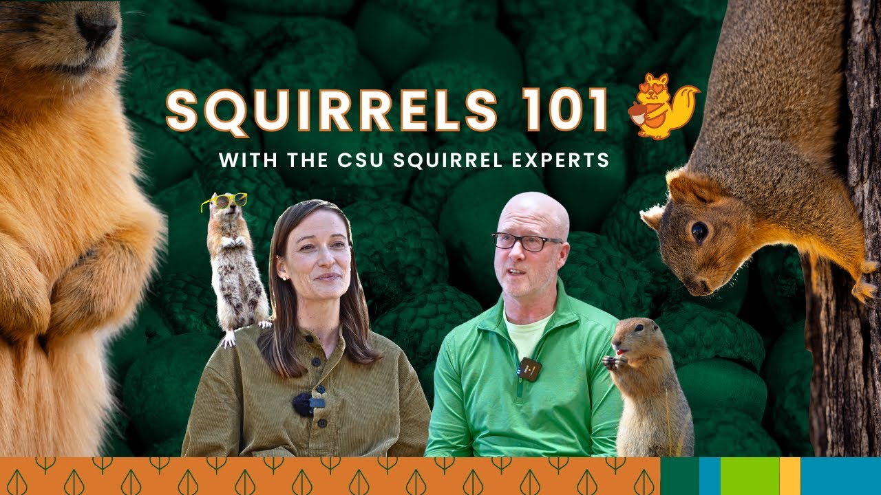 7 facts about squirrels from CSU researchers