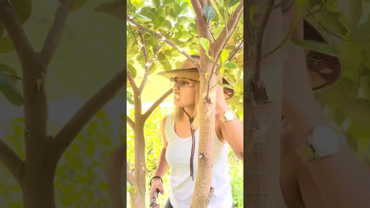 How to properly Prune our Eviarc Jackfruit😊