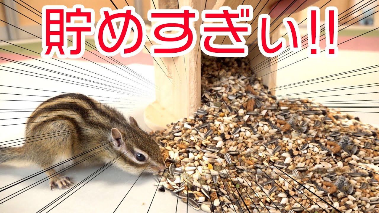 シマリスが狂ったようにエサを貯めた巣箱を開けた結果…