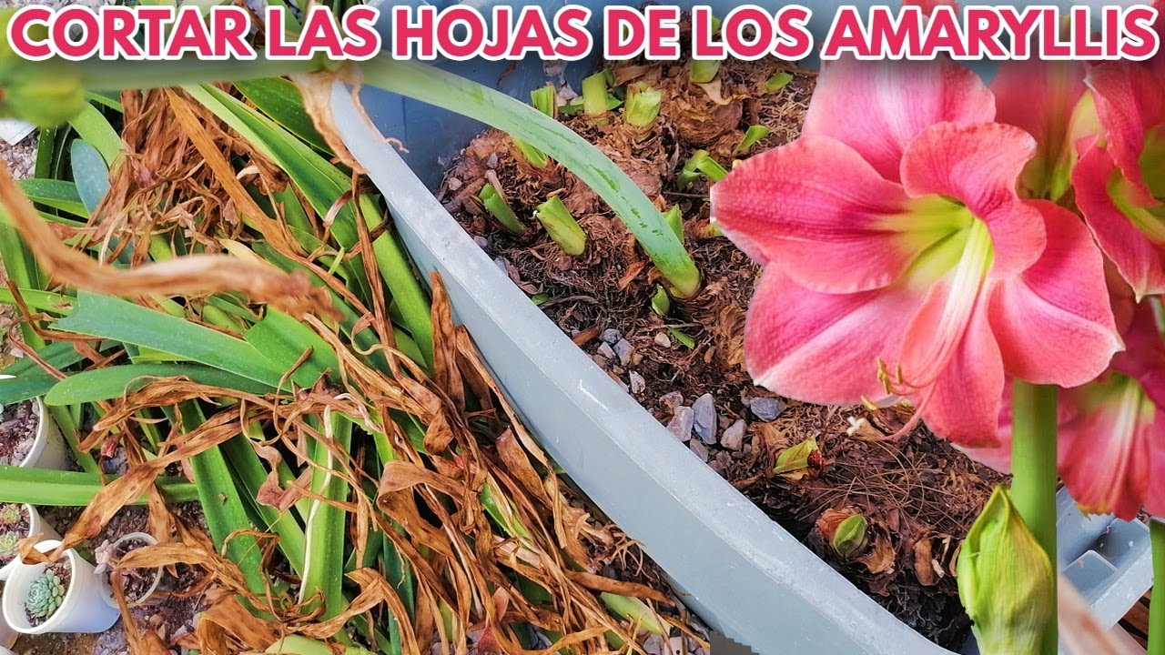 cuando cortar las hojas de los hippeastrum amayllis chuyito jardinero