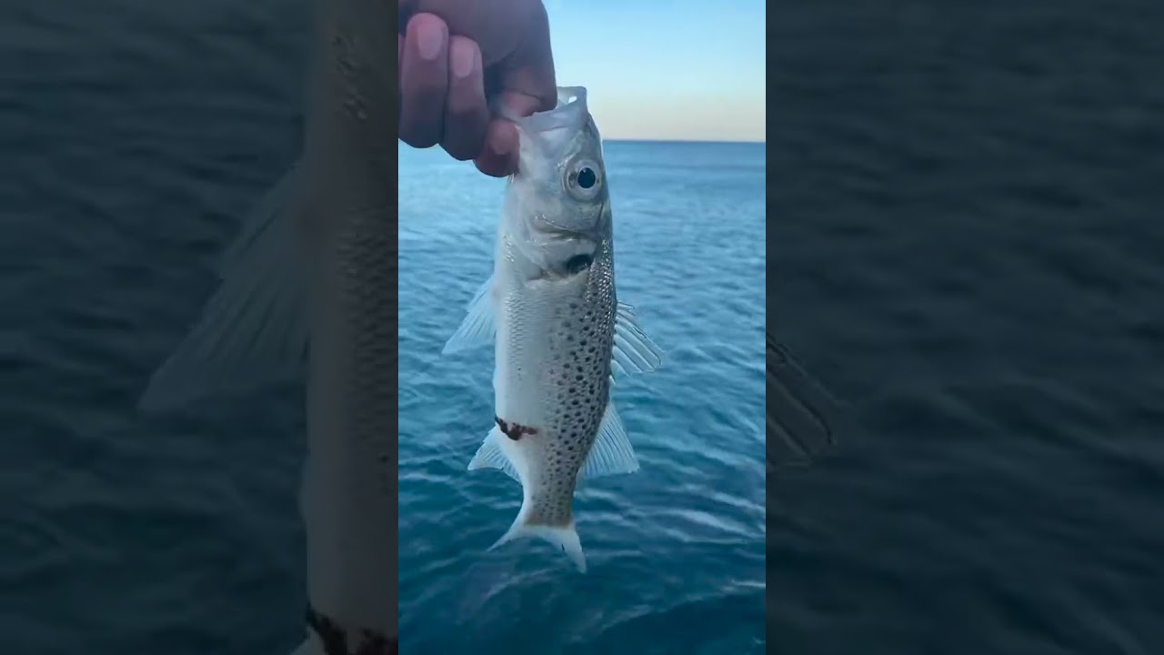 First bream on micro jig!!!#fishingadventure #fishingtechniques #lurefishing #bassfishing #fishing