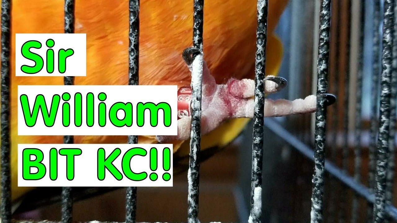 Emergency Vet Visit for KC!  Storytime Video