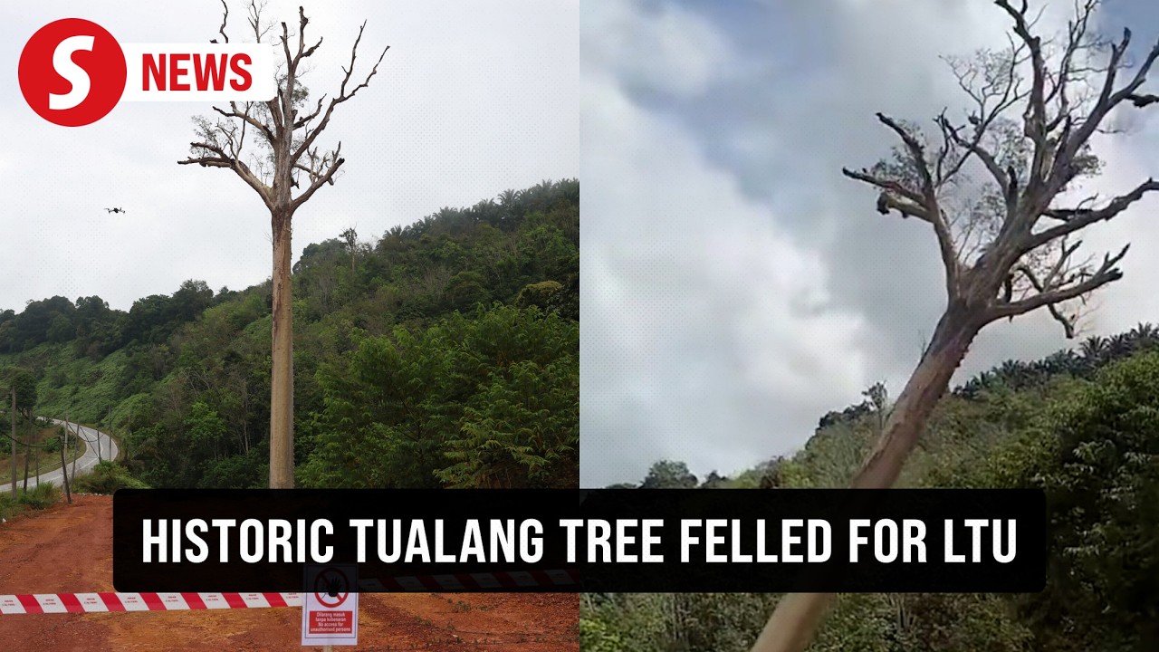 Landmark 120-year-old tualang tree cut down to make way for highway
