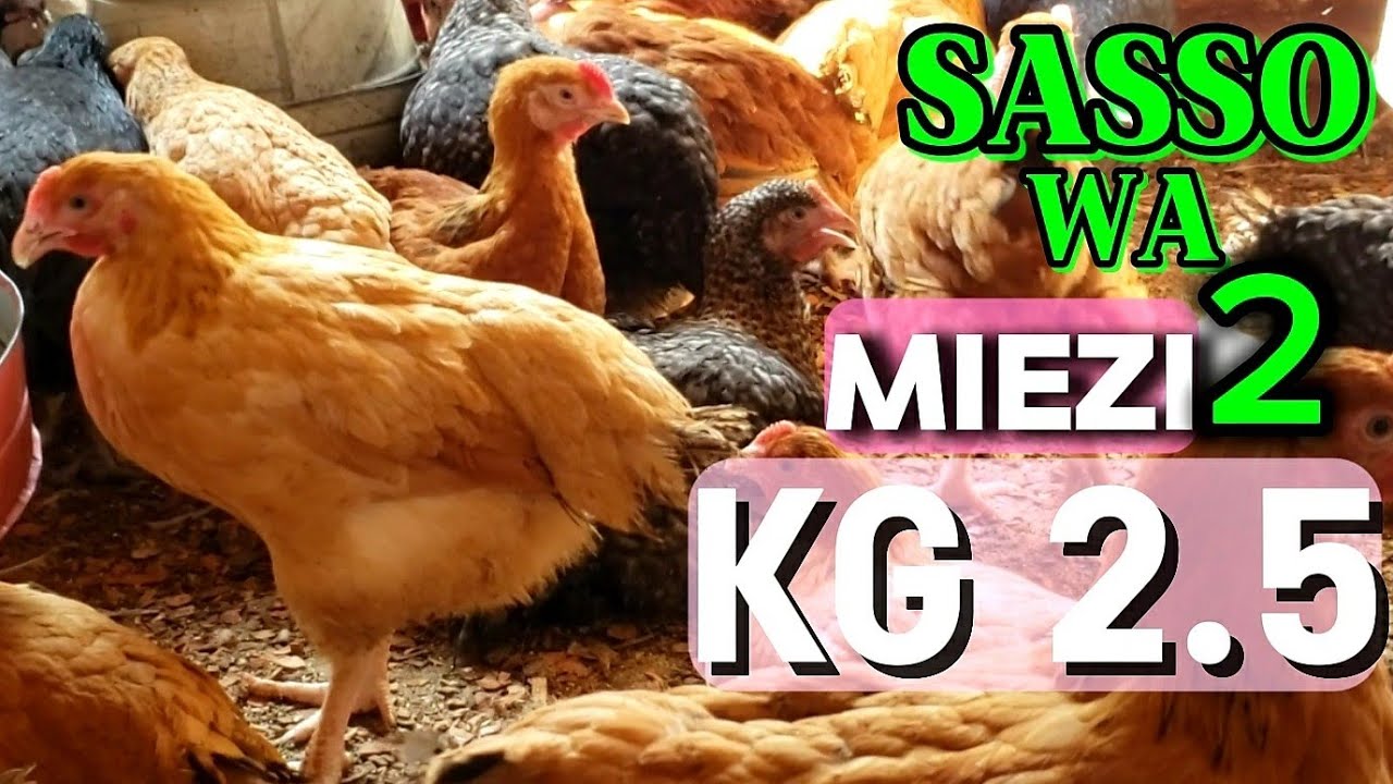 KUKU FARM. KUKU CHOTARA MIEZI 2 WANATAKIWA KUWA NA KG 2.5 / ZAID TAZAMA.@COLENDFARM