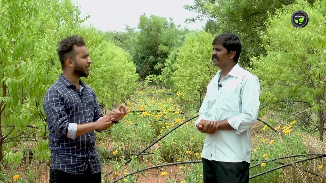 ಸಮಗ್ರ ಬೇಸಾಯದಲ್ಲಿ ಶ್ರೀಗಂಧ, ರಕ್ತ ಚಂದನ ಮತ್ತು ಗಲಾಟೆ ಹೂ - ಶ್ರೀ ಜ್ಞಾನೇಶ್ವರ ರಾಠೋಡ| Agro forestry, Gellardia