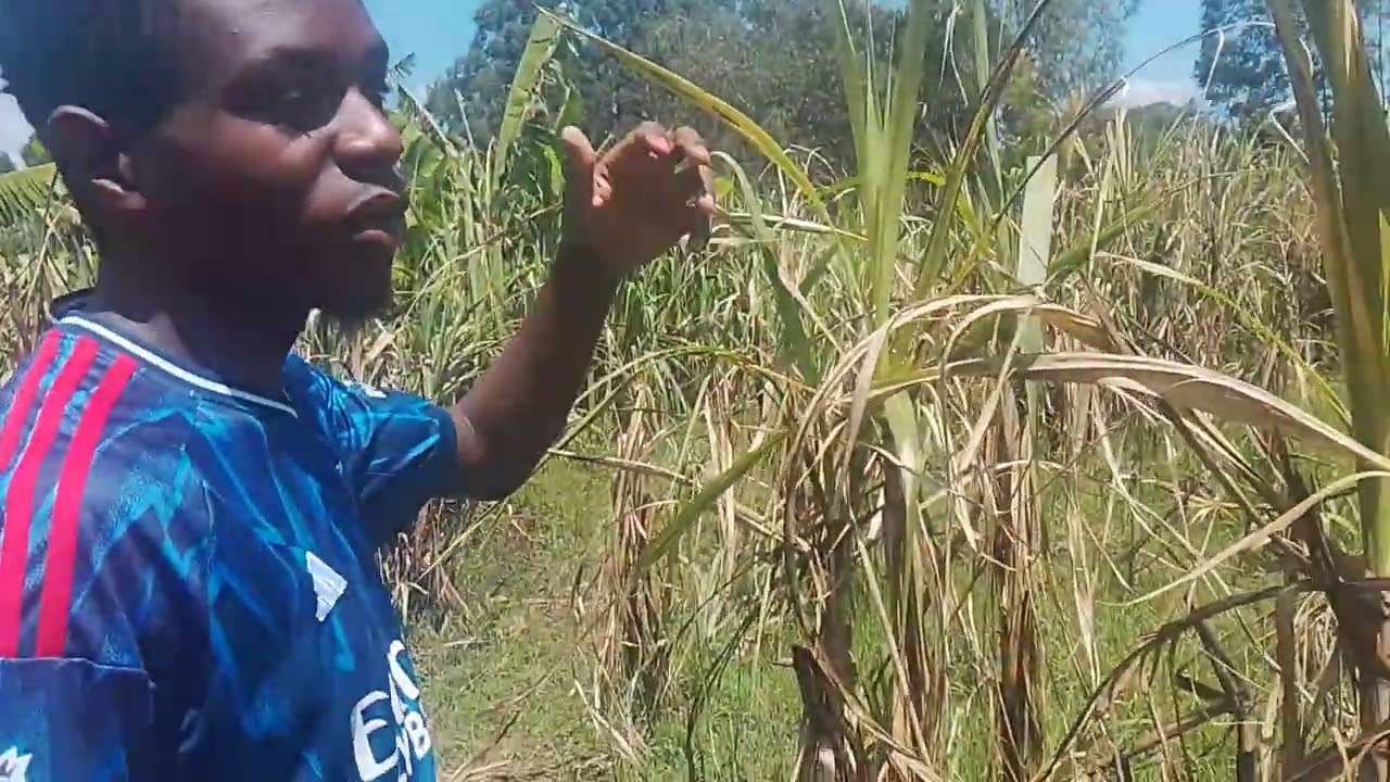 A walk at sugarcane plantation.East Africa kenya +254746894542