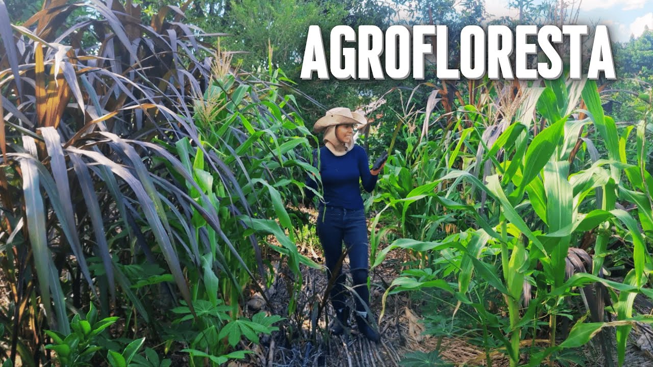Como está nossa agrofloresta após 3 meses e meio? É hora do manejo!