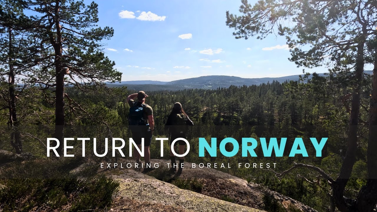 Exploring Norway's Boreal Forest | A Scenic Hiking Adventure
