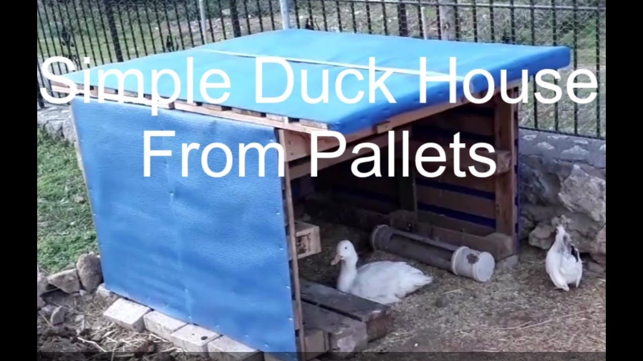 Duck House from Pallets and general Duck husbandry