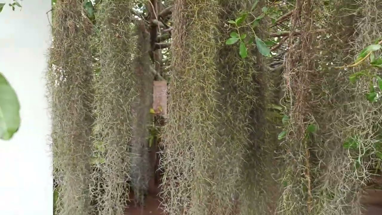 🌱🌷🌹COLOQUEI MAIS BARBAS DE VELHO NO ORQUIDÁRIO🌱🌷🌹