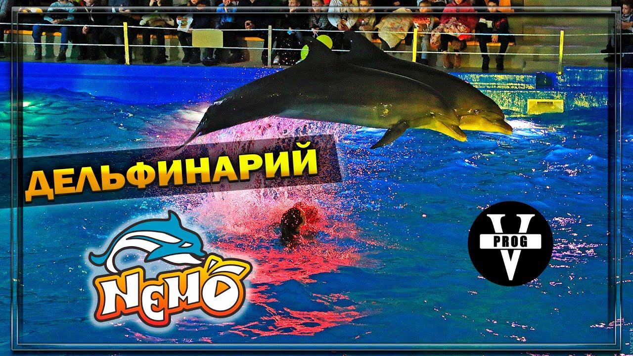 ДЕЛЬФИНАРИЙ НЕМО. Шоу: 