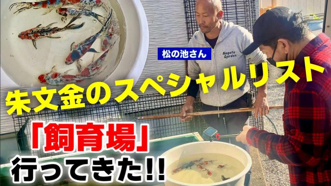 【金魚】岐阜県在住のこれまでも「朱文金」で数々の賞を獲得した実績もある「松の池」さんの飼育場を取材させていただきました。長物を作る秘訣など、惜しみなく教えていただきました‼︎