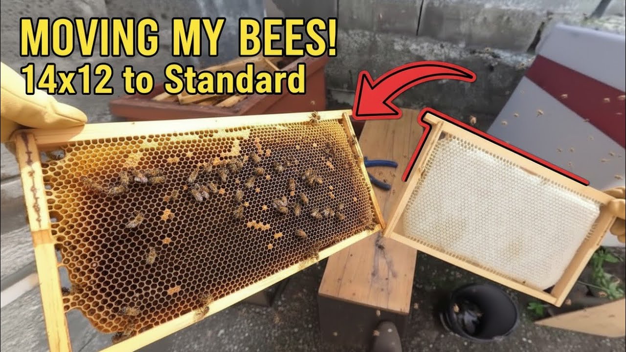Moving my bees from 14x12 National Frames, to National Standard.