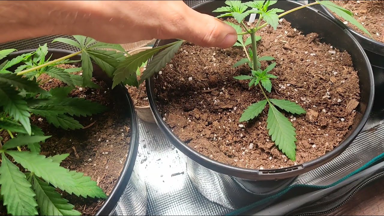 1 Month Update - Seedsman Grow