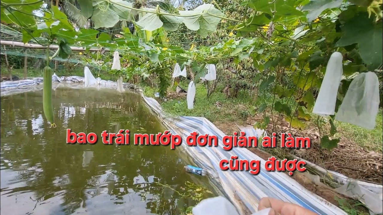 Bao trái Mướp không bị ruồi đục trái 