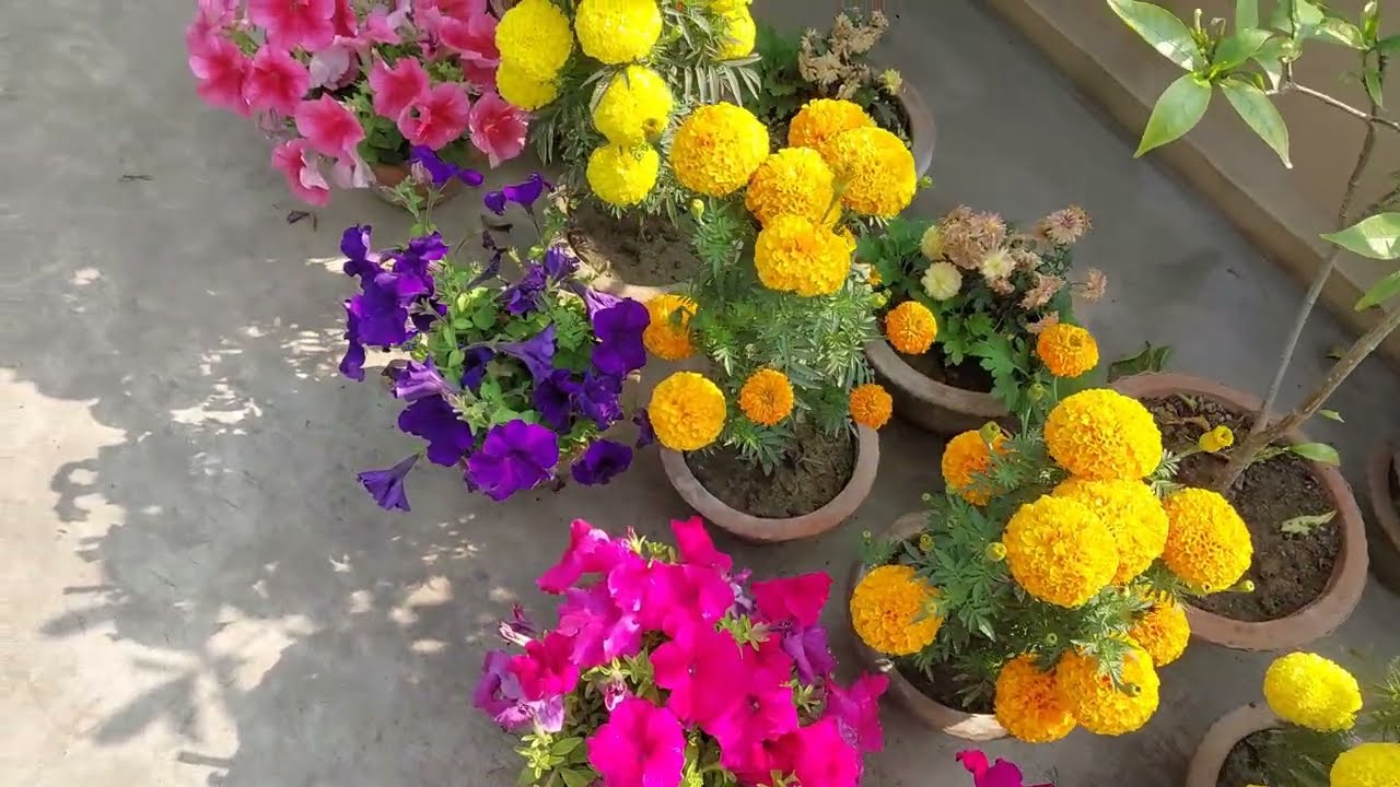 Home Terrace Garden Tour Video | বাড়ির ছাদে তৈরি ছাদবাগান | घर की छत पर बने टेरेस गार्डन की सैर!