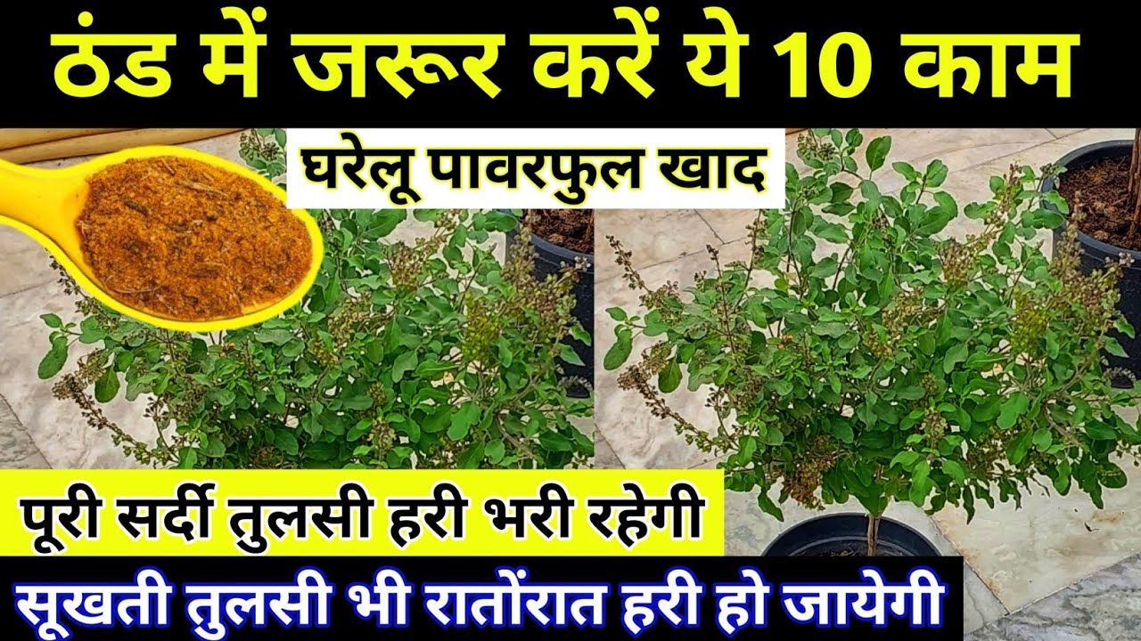 Tulsi Plant Care|Tulsi Plant Winter Care| सर्दी में तुलसी को सूखने से कैसे बचाएं| How to save tulsi.
