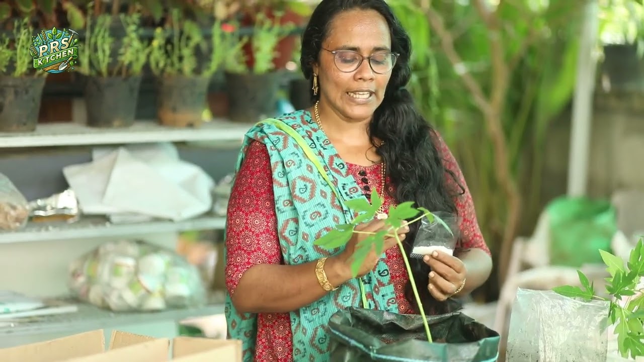 3 മാസം കൊണ്ട്Red Lady പപ്പായനിറയെ കായ്ക്കാനുംസൗജന്യ തൈകൾക്കും  | Red Lady Papaya | PRS Kitchen