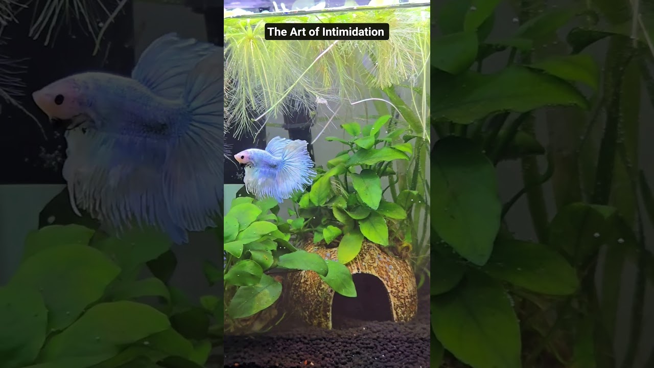 Betta Rage #betta #fishkeepinghobby #fishtank #aquarium #fightingfish #freshwateraquarium