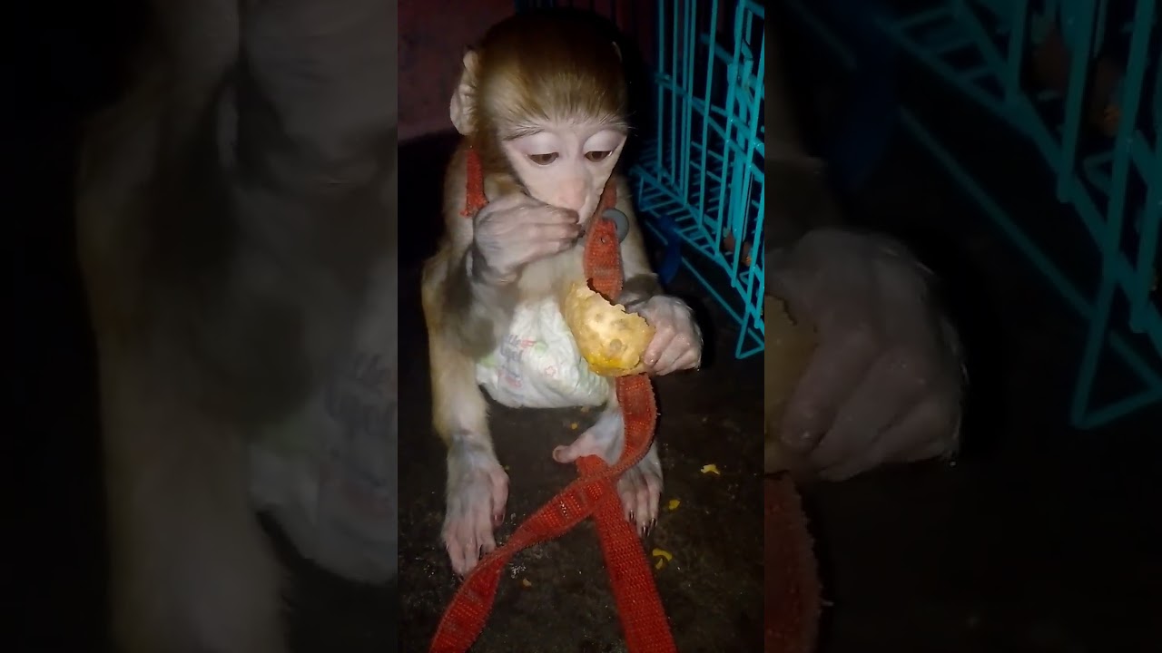 Monkey 🐵 baby funny 🤣😍🤣 video 📷 #monkey #viralvideo #babymonkey 