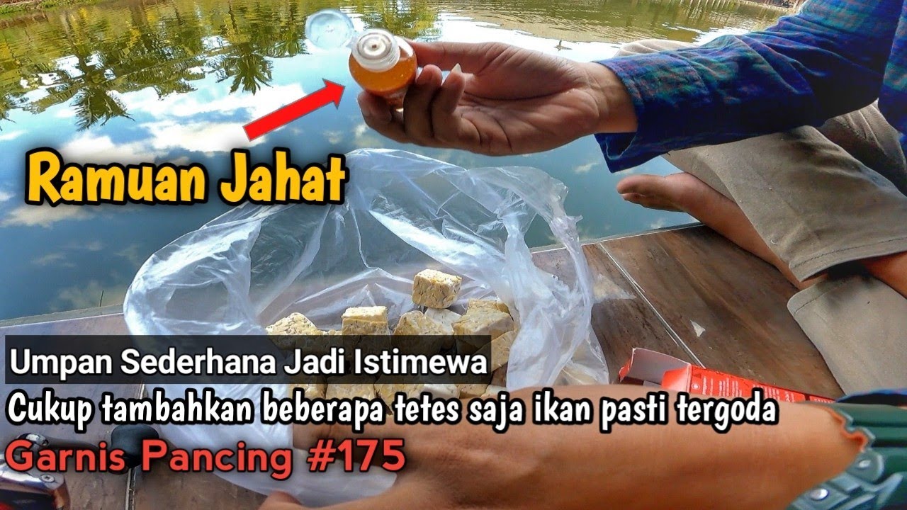 Mancing Pakai Ramuan Viral ‼️🤩 Umpan Sederhana Jadi Luar Biasa || RS31 || Westlake Resto || GP 175