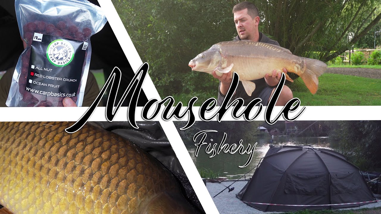 **CARP FISHING** The Return to Mousehole Fishery!!